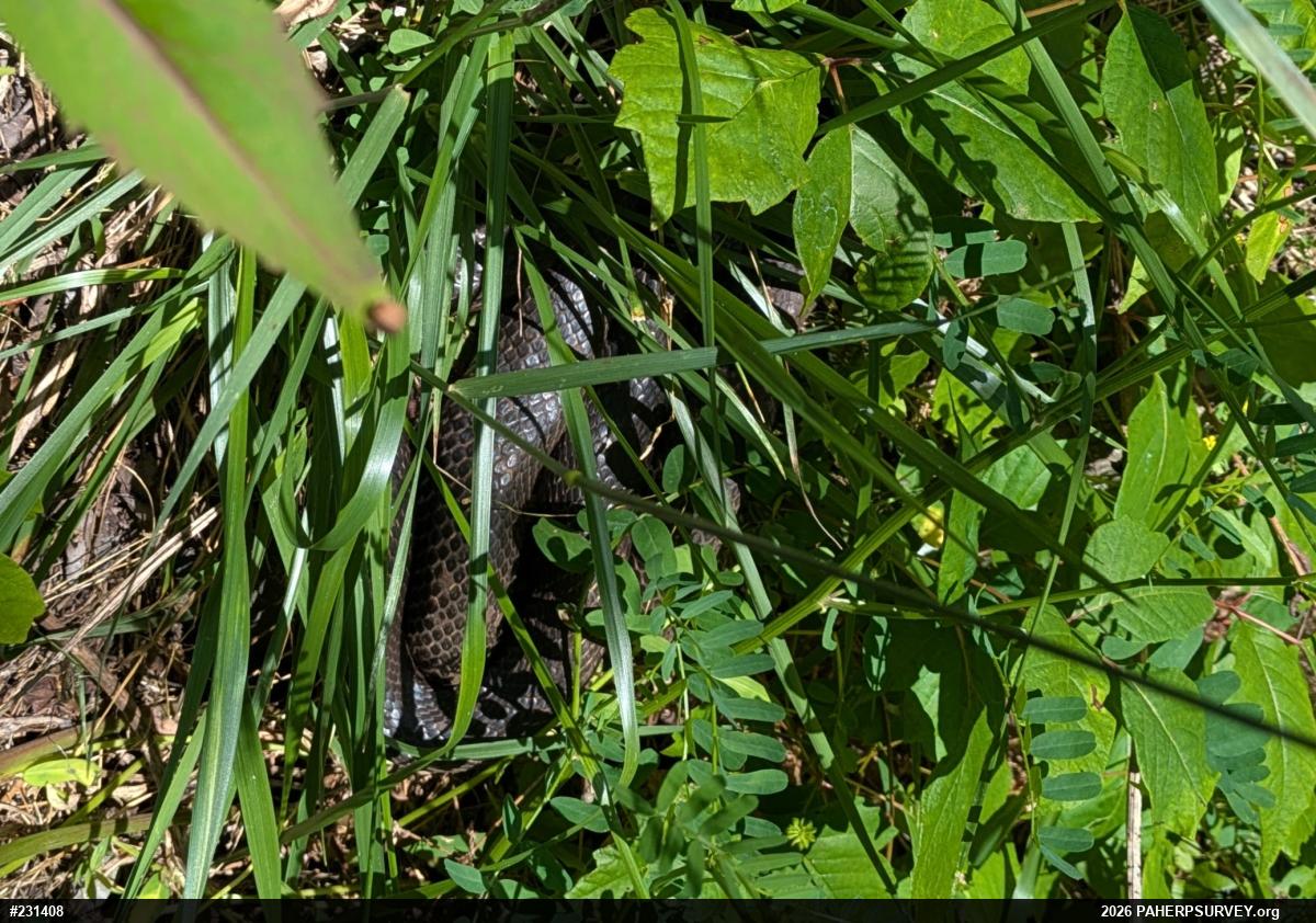 Eastern Ratsnake