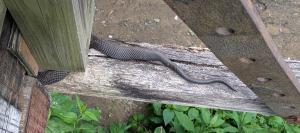 Eastern Ratsnake