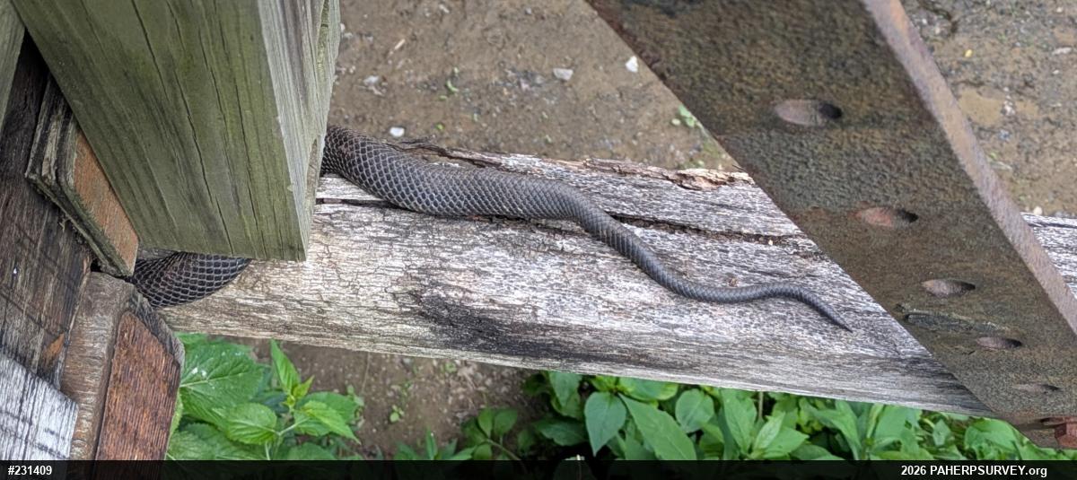 Eastern Ratsnake