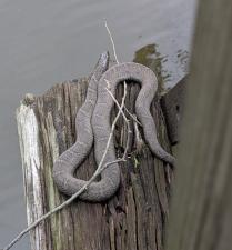 Northern Watersnake