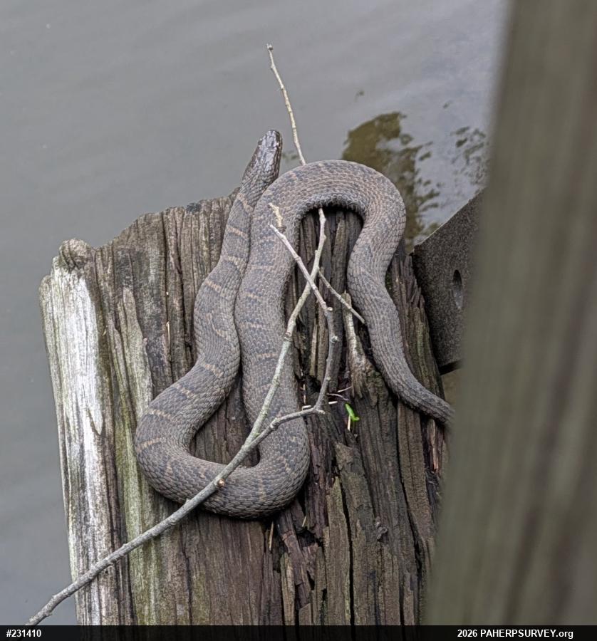 Northern Watersnake