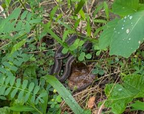 Eastern Gartersnake