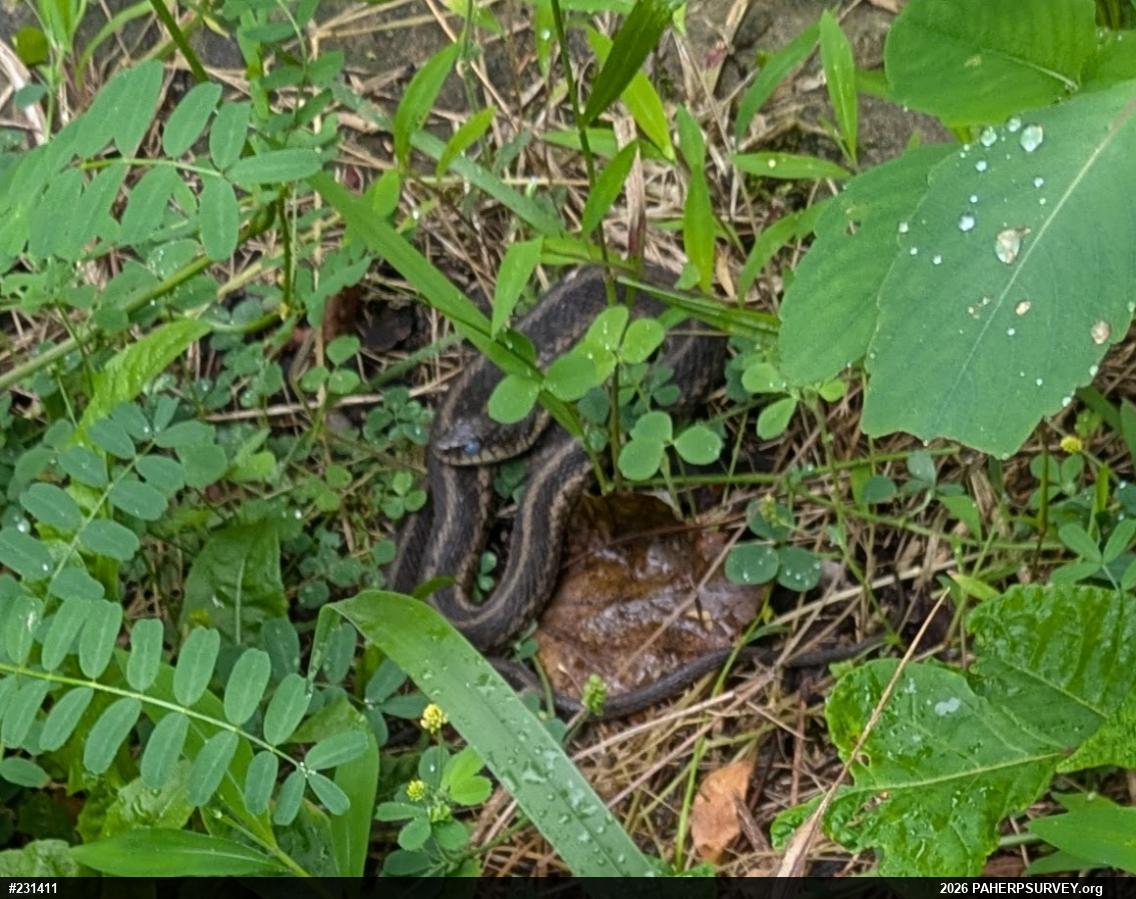 Eastern Gartersnake