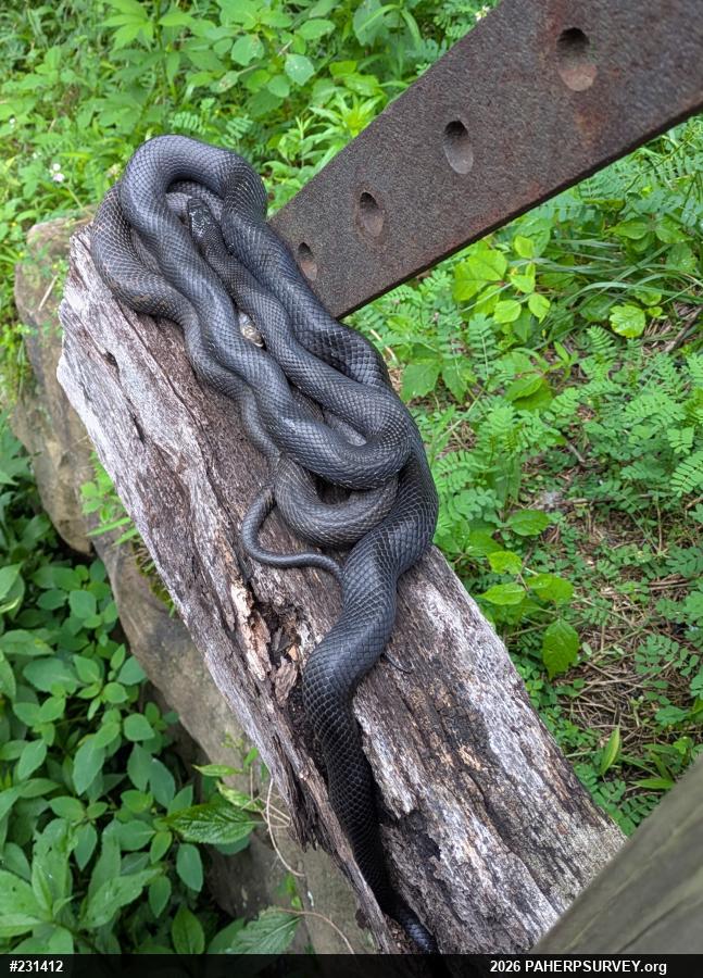 Eastern Ratsnake