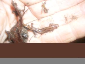 Allegheny Mountain Dusky Salamander