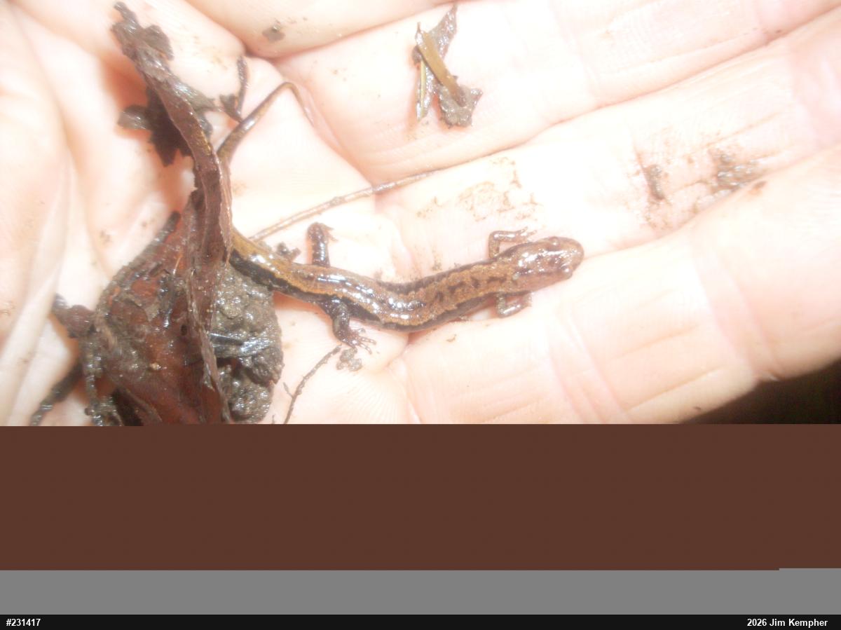 Allegheny Mountain Dusky Salamander