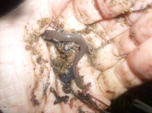 Northern Spring Salamander