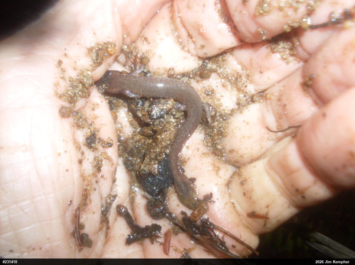 Northern Spring Salamander