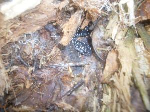 Northern Slimy Salamander