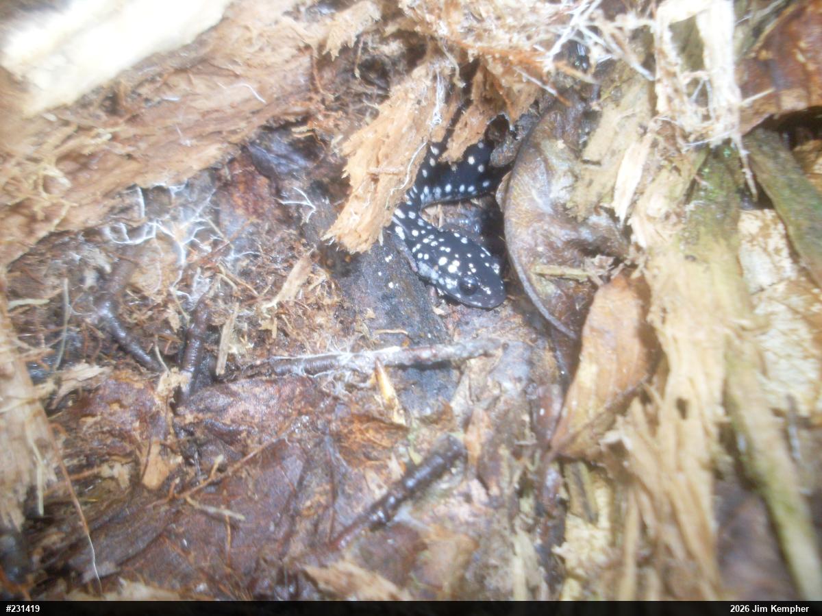 Northern Slimy Salamander