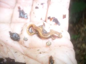 Allegheny Mountain Dusky Salamander