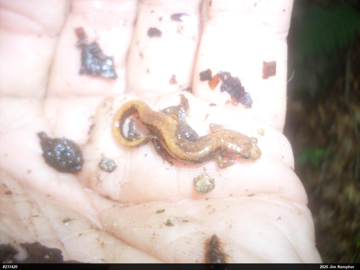 Allegheny Mountain Dusky Salamander