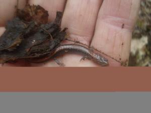 Eastern Red-backed  Salamander