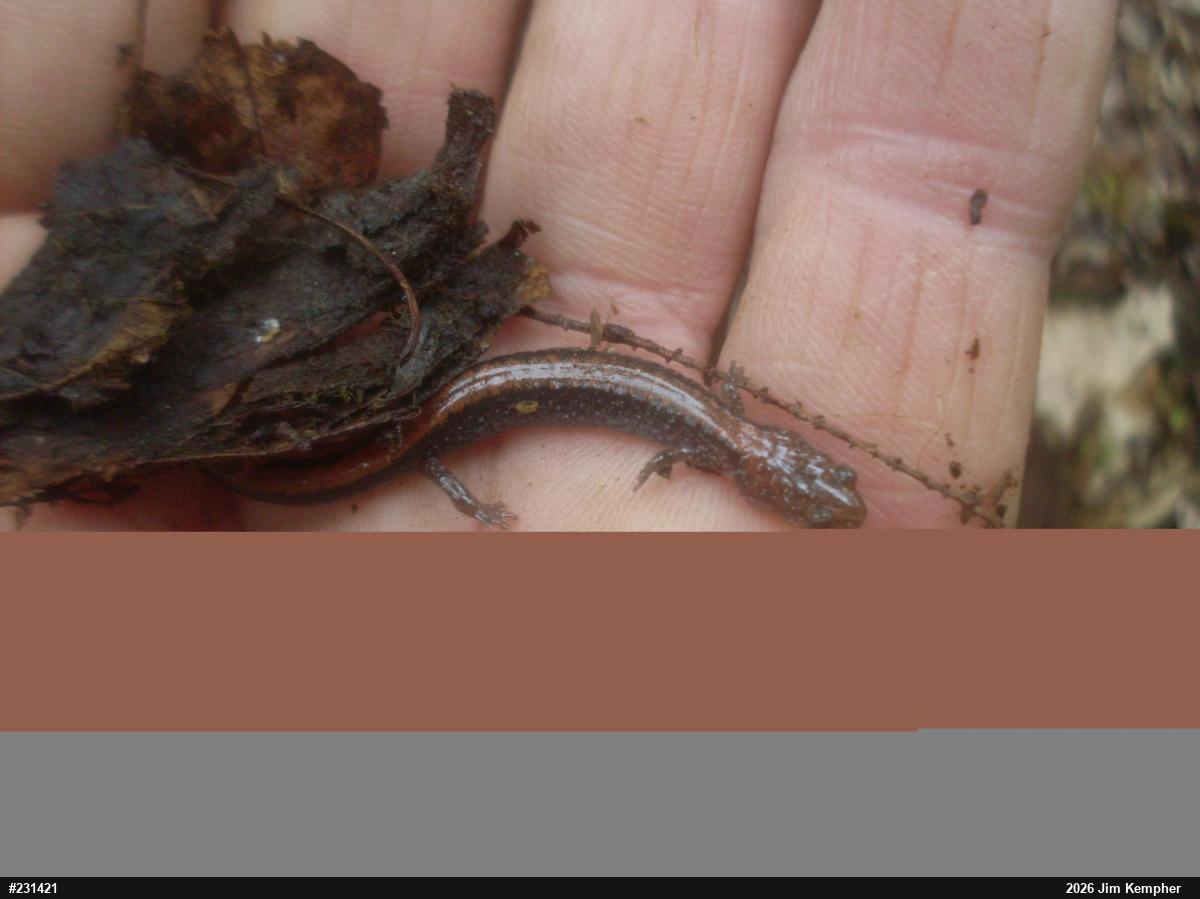 Eastern Red-backed  Salamander