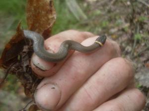 Northern Ring-necked Snake