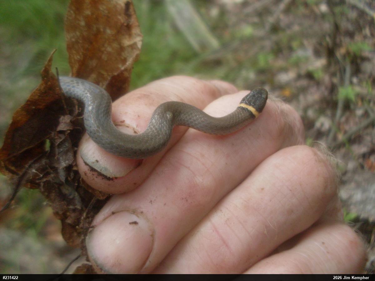 Northern Ring-necked Snake