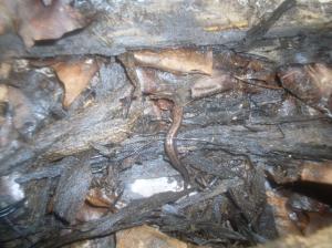 Allegheny Mountain Dusky Salamander