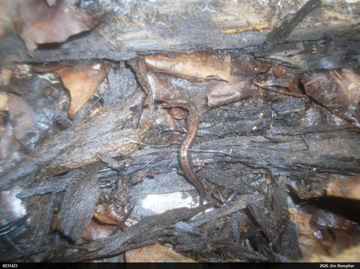 Allegheny Mountain Dusky Salamander
