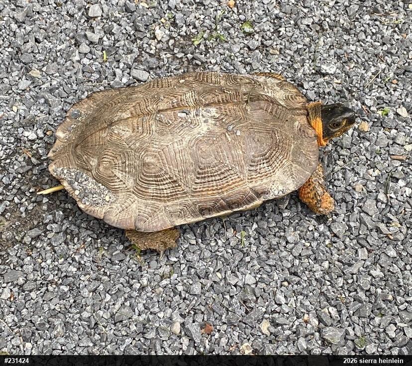 Wood Turtle