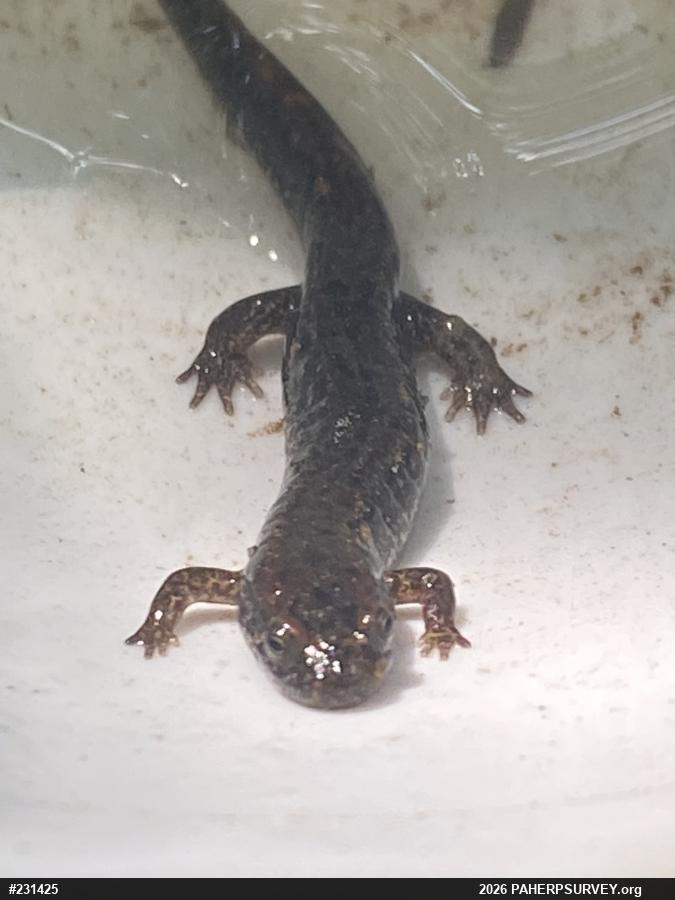 Northern Dusky Salamander