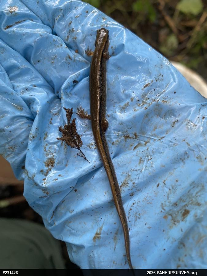 Northern Two-lined Salamander