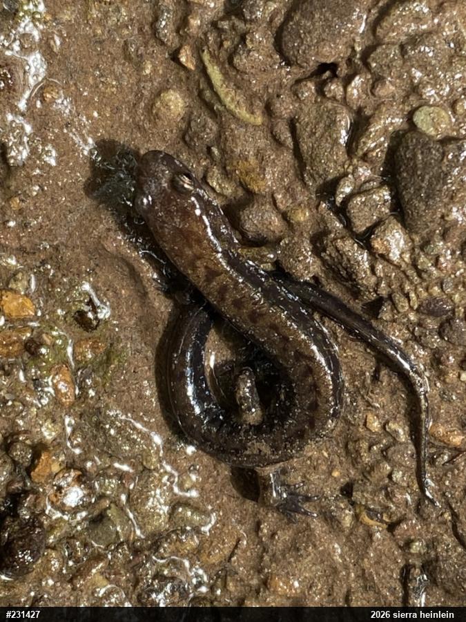 Allegheny Mountain Dusky Salamander