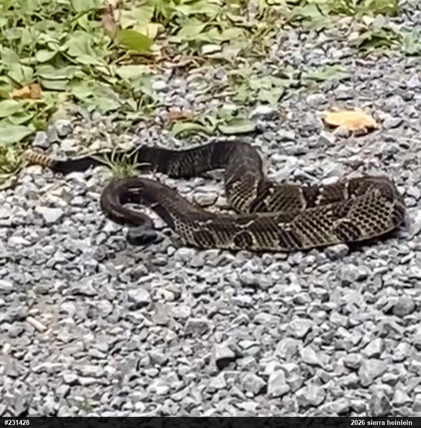 Timber Rattlesnake