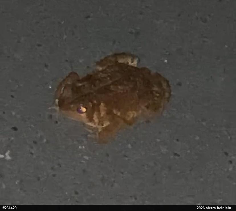Eastern American Toad