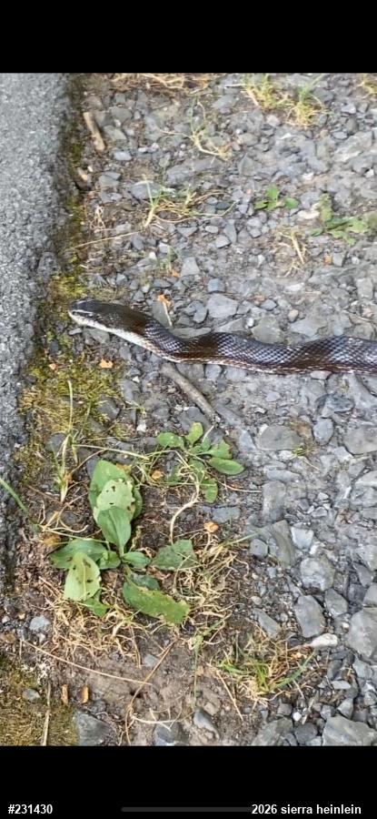 Eastern Ratsnake