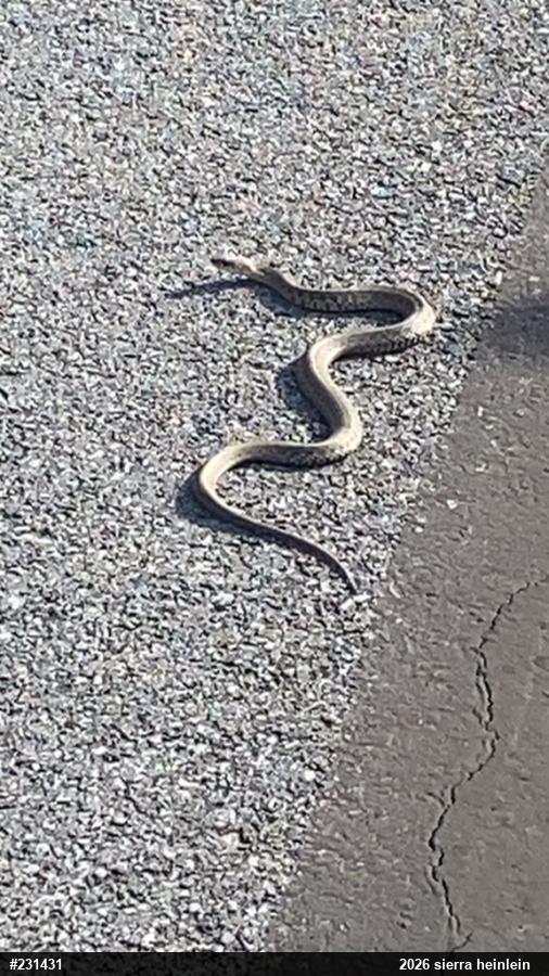 Eastern Gartersnake