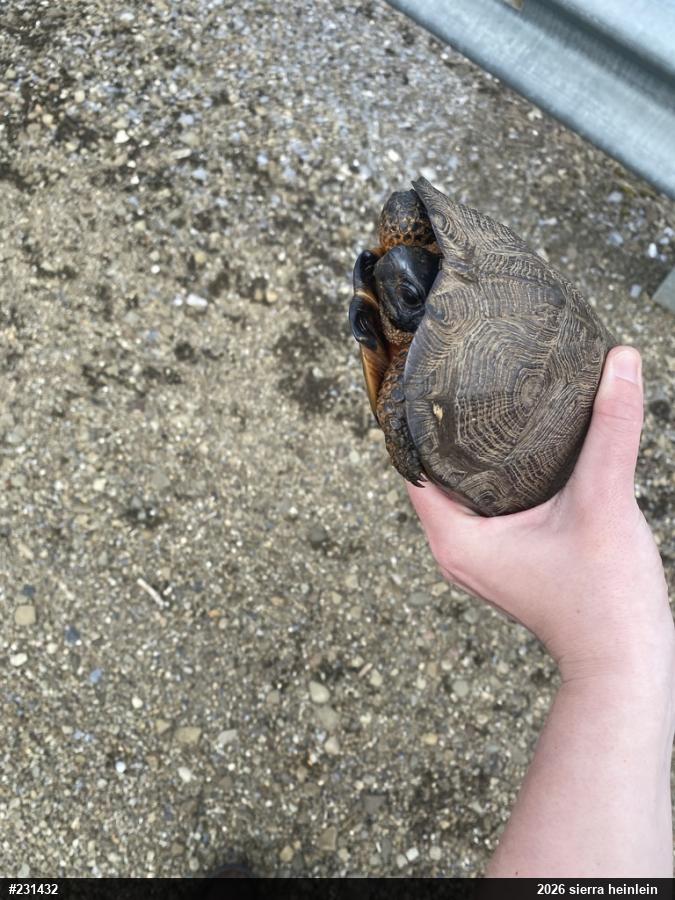 Wood Turtle