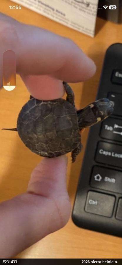 Painted Turtle