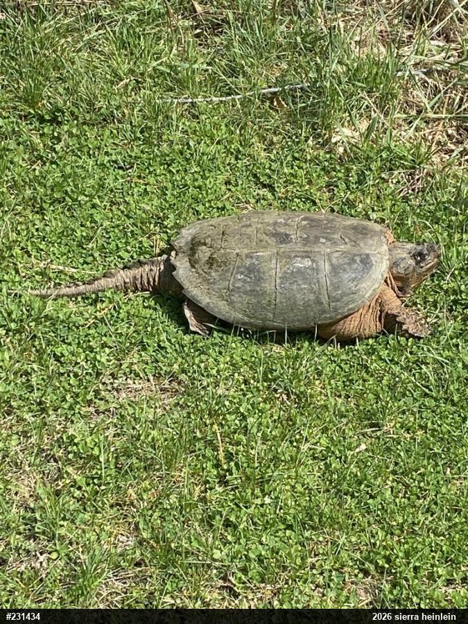 Snapping Turtle