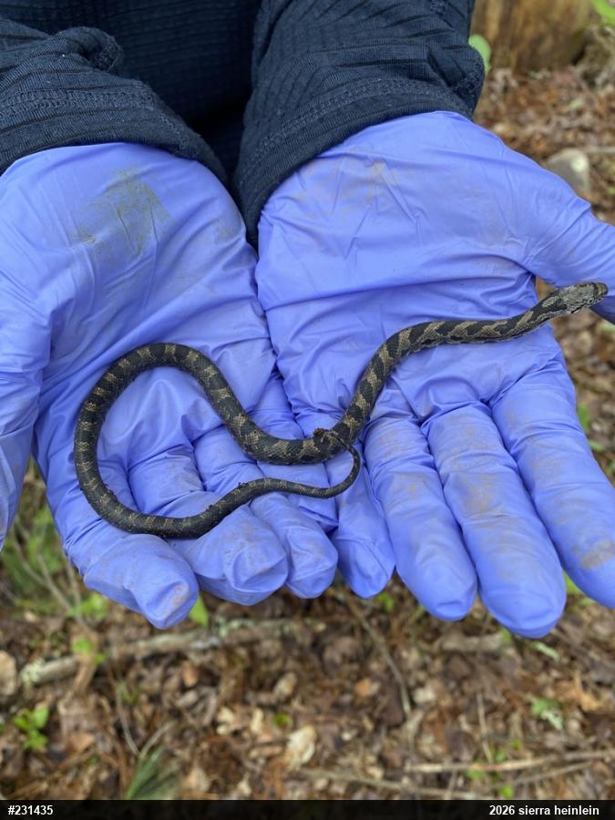 Eastern Ratsnake