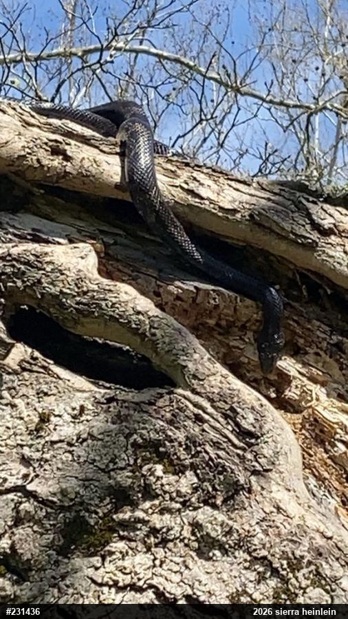 Eastern Ratsnake