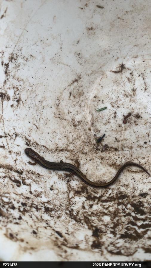 Northern Two-lined Salamander