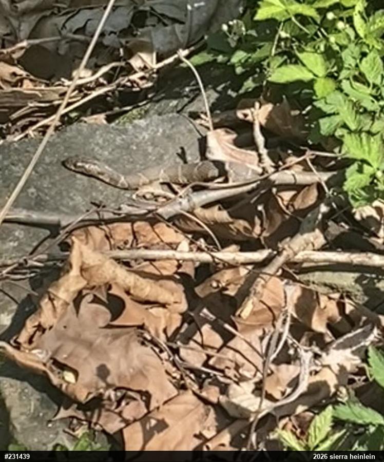 Northern Watersnake