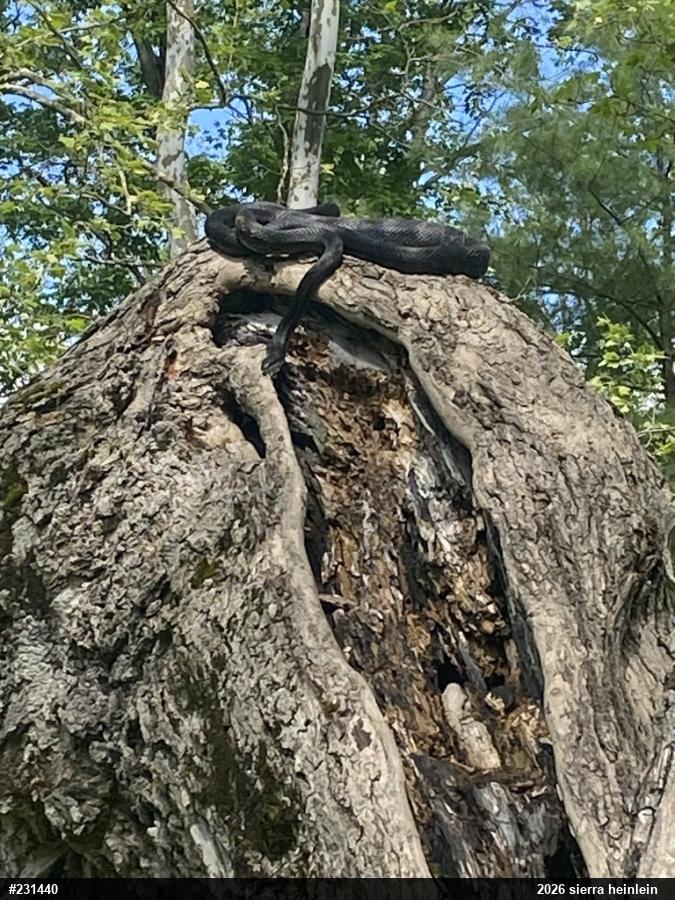 Eastern Ratsnake