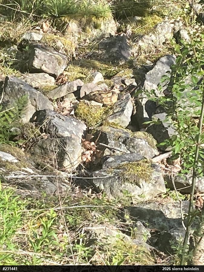 Timber Rattlesnake