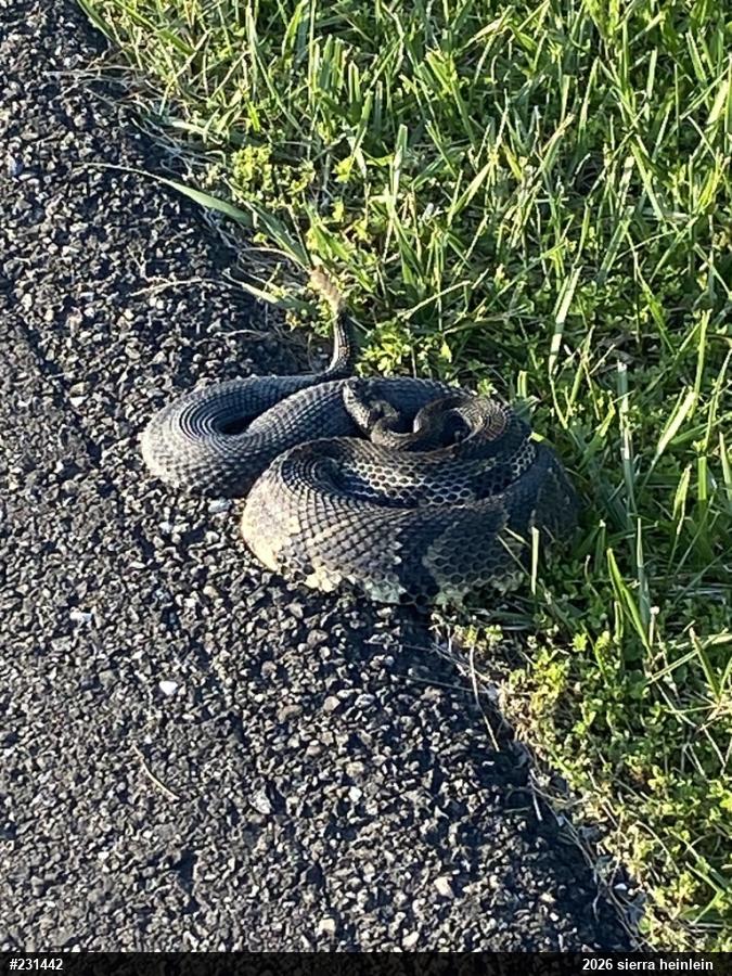 Timber Rattlesnake