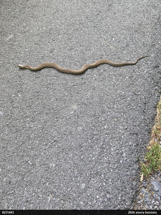 Northern Watersnake