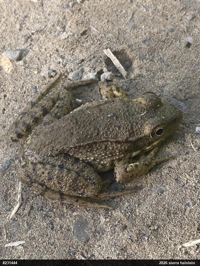 Green Frog