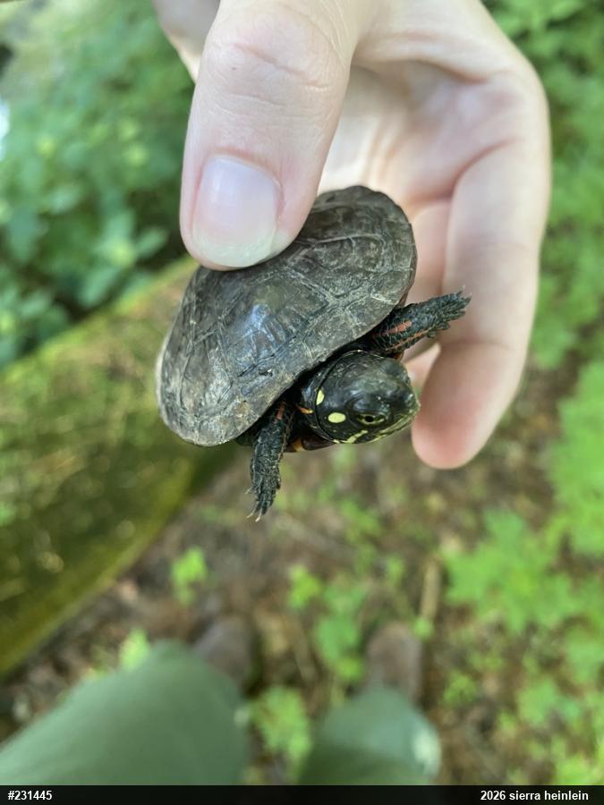 Painted Turtle
