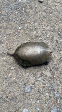 Painted Turtle