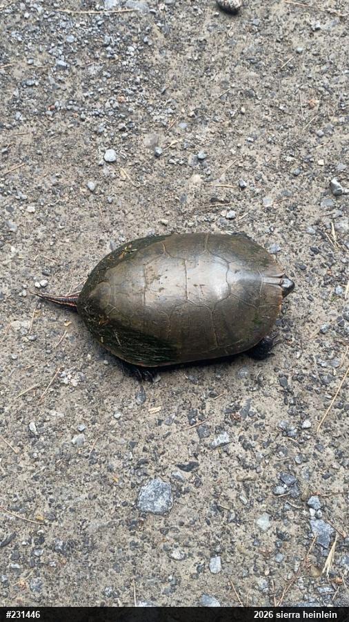 Painted Turtle