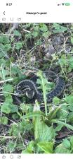 Eastern Gartersnake