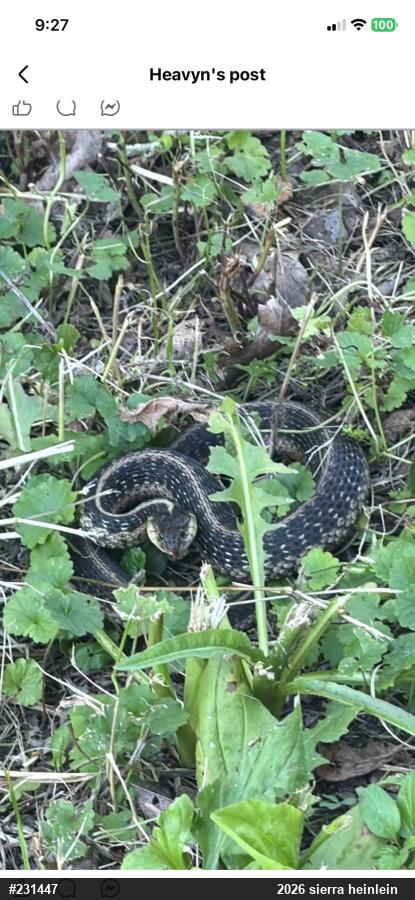 Eastern Gartersnake