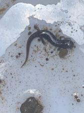 Northern Dusky Salamander