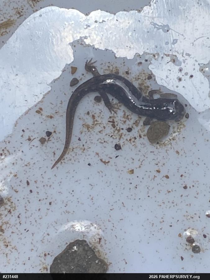 Northern Dusky Salamander