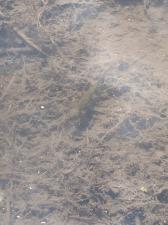 Red-spotted Newt